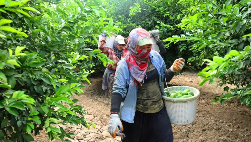 Markette Domates Fiyatları Zirveye Ulaştı: Ancak Yeni Hasat Müjdeyi Getiriyor