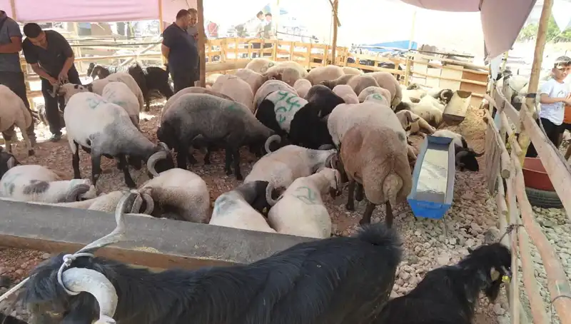 Kurban Bayramı'nda Hayvan Pazarı Canavarı: Fiyatlar ve Talepler Rekor Kırıyor