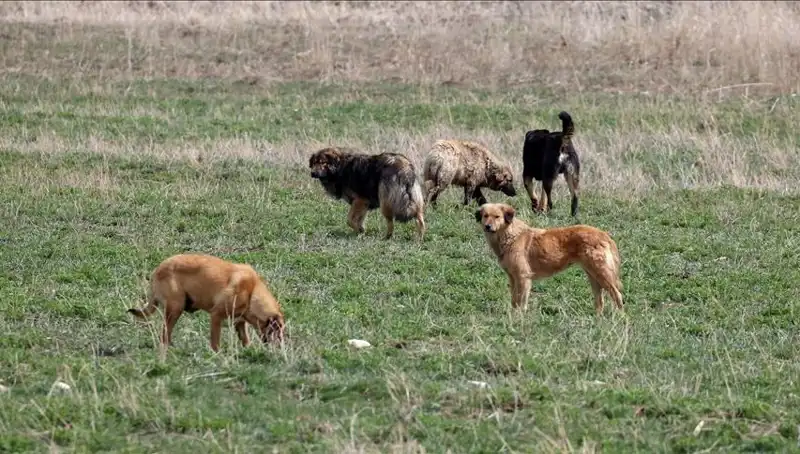 Sahipsiz Köpekler İçin Çarpıcı Yeni Ceza: 71 Bin Lira!