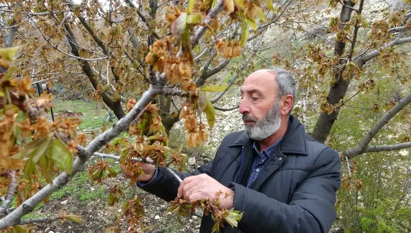 Zirai Don Alarmı: Albastı Kirazı Üreticileri Ciddi Kayıplar Yaşıyor