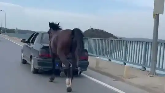Adana’da Eşeklere İşkence Eden Kişi Tutuklandı: Hayvan Hakları Savunucuları Sevinçte
