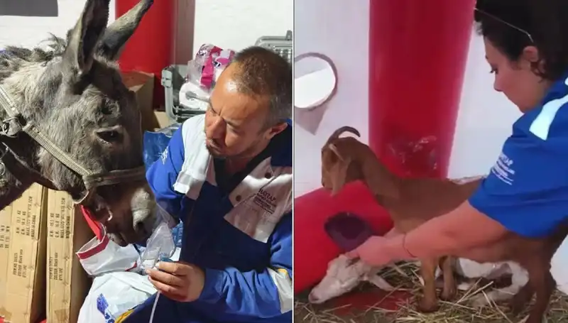 Yangından Etkilenen Eşeklere Oksijen Maskeli Tedavi Uygulaması