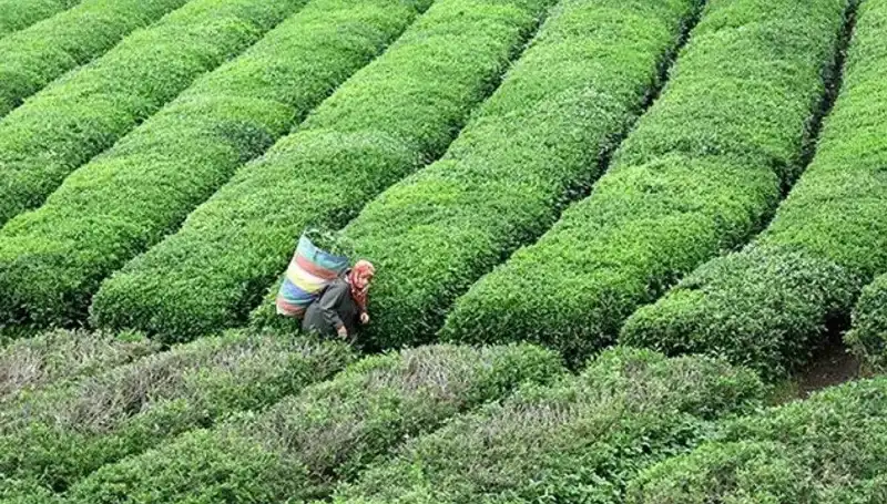 Bayramda da Yaş Çay Alımına Devam Eden ÇAYKUR: Çiftçiye Destek Sürecek