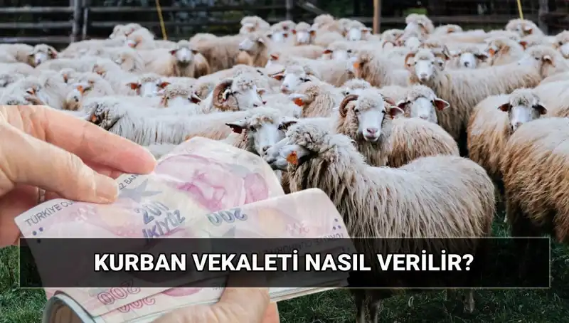 Vekaletle Kurban Kesimi 2025: Diyanet'ten Tüm Detaylar ve Süreçler