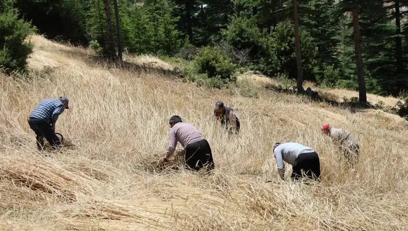 Tarımda Geleneksel Yöntemler: Ellik ve Orakla Hasat Dönemi Başladı