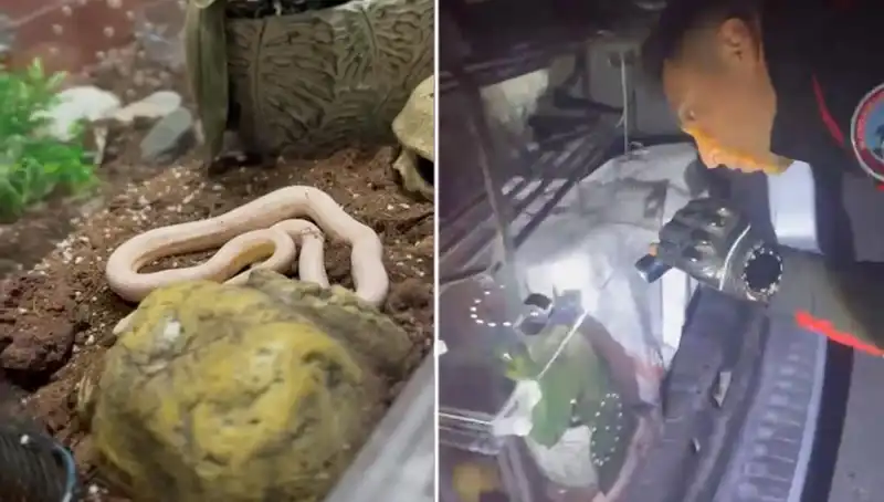 Devriye Ekipleri Şoke Oldu: Aracın Arka Koltuğundan Zehirli Yılanlar Çıktı!