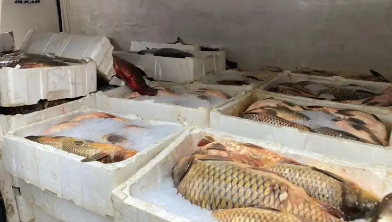Kaçak Balık Avı Yapanlara Şok Ceza: Binlerce Lira!