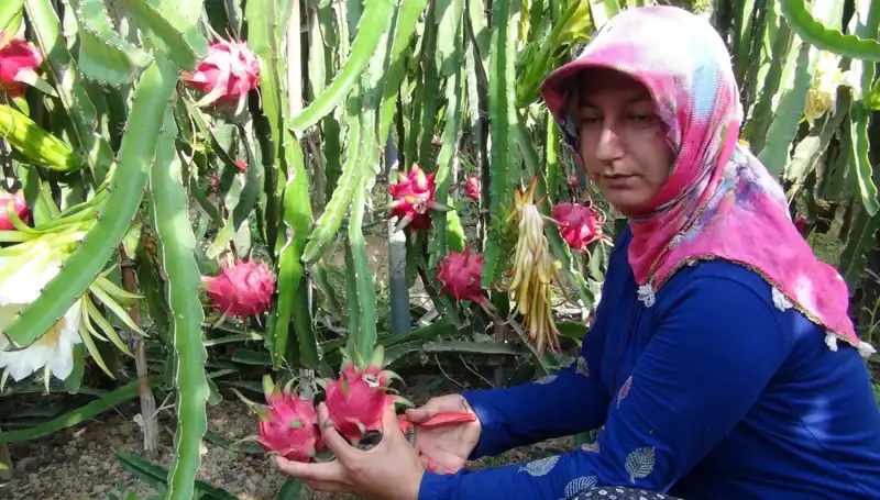 Emekli Olduktan Sonra Pitaya Üretimine Başladı: Kilosu 200 TL