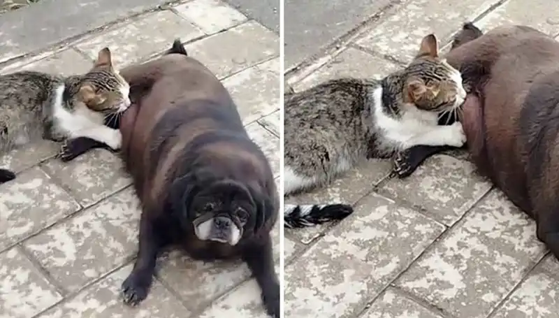 Erzurum Sokaklarında Belgesel Gibi Anlar: Bir Köpek ve Kedinin Dostluğu