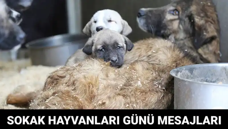 Dünya Sokak Hayvanları Günü: Hayvan Hakları İçin Bir Hatırlatma