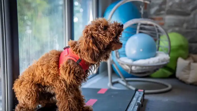 Muffin: Travmalarla Mücadele Eden Sevimli Hayvanın Güven Arayışı