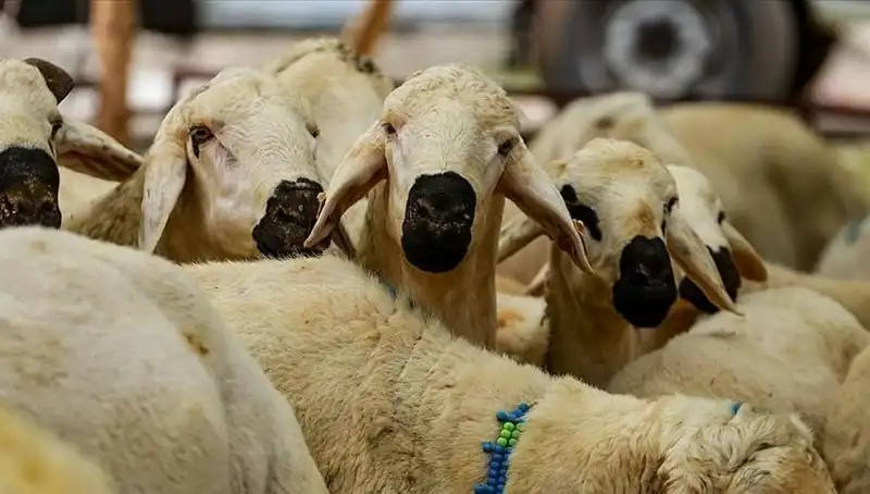 2025 Kurban Bayramı: Kurban Kesmek Farz mı? Merak Edilen 10 Soru