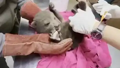 Karabük’te Yavru Bozayı Tüyleriyle Mucizeler Yarattı!