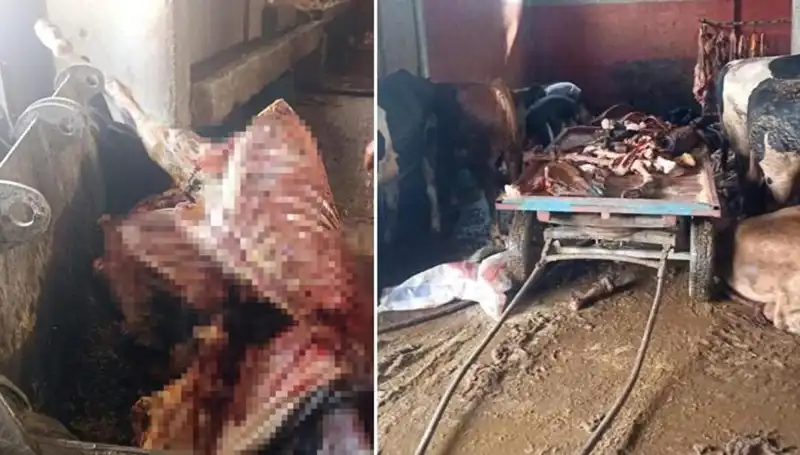 Adana'da Şok Olay! 2,5 Ton At Eti ve Dört At Kurtarıldı