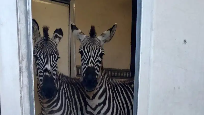 Sınırda Şaşkınlık Yaratan Kaçak Hayvanlar: Zebra, Maymun, Antilop ve Kuğu!