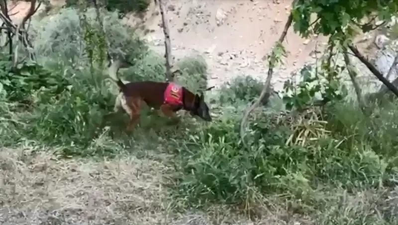 Dere Kenarına Gizlenmiş Esrar, Dedektör Köpeğin Yeteneğiyle Ortaya Çıktı