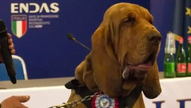 Arama Köpeğine Suikast: Çivili Sosisle Ölüm Şoku!