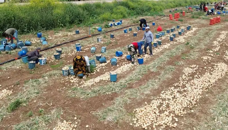 Soğan Hasadı Başladı: Fiyatlar Düşüşe Geçti, Tüketici Beklemede!