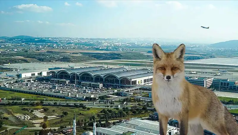 Sabiha Gökçen Havalimanı'nda Tilki Alarmı: Yolcular Ne Yapmalı?