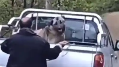 Trabzon'da Şok Eden Olay: Köpeğe Halatla Şiddet Uygulandı!