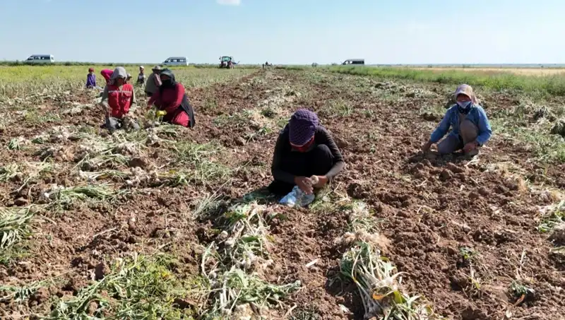 Rusya, Almanya ve İspanya'nın Antibiyotik Hasadında Yeni Bir Dönem Başlıyor