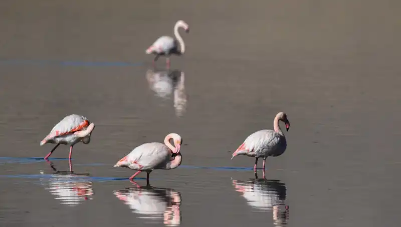 Flamingo Cenneti Kuraklığın Pençesinde: Azalan Popülasyonun Sebepleri