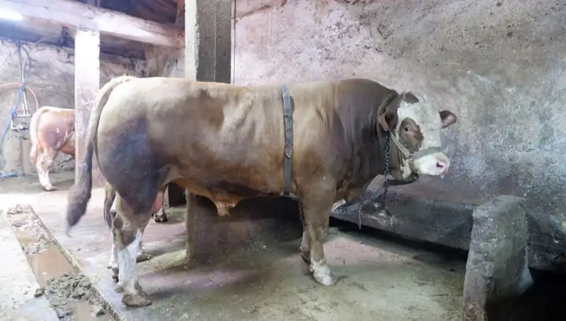 1 Ton 200 Kilo Ürün Alıcısını Buldu, Fiyatı Şaşkınlık Yarattı