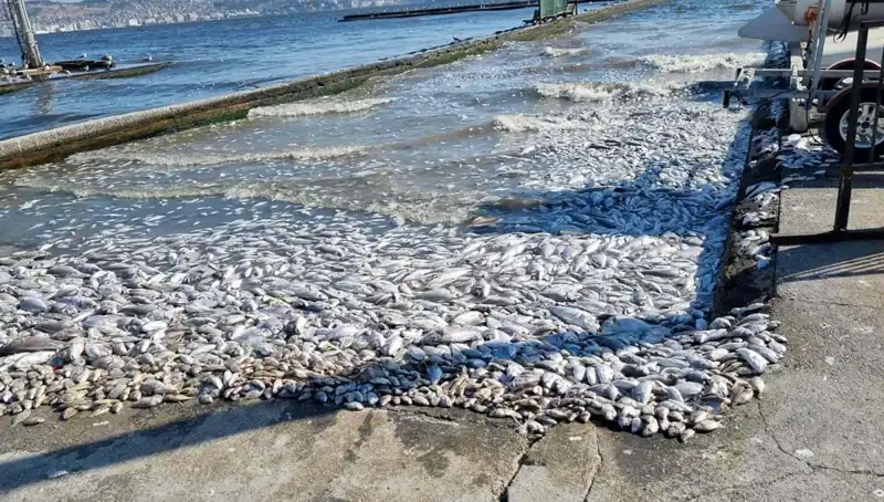 İzmir Körfezi'nde Temizlik Seferberliği Başlıyor, Yeni Projeler Hayata Geçiyor