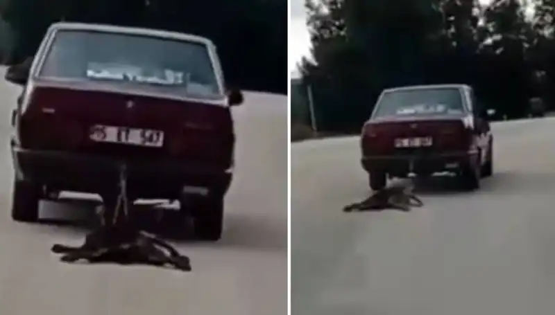 Otomobilin Arka Tarafına Bağladığı Köpek İle İlgili Şok Edici Görüntüler