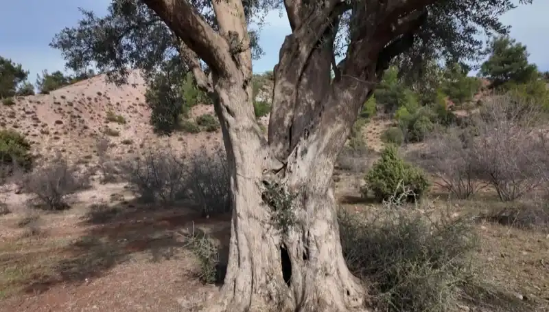 800 Yıldır Ayakta: Bu Zeytin Ağacı Nasıl Korunuyor?