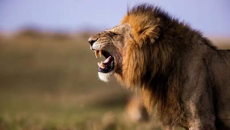 14 Yaşındaki Kız Aslan Saldırısında Hayatını Kaybetti: Şoke Eden Olay