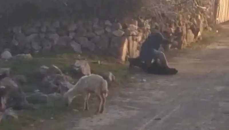 Koyuna Eziyet Eden Şahıs Gözaltına Alındı: Hayvan Hakları İhlali!