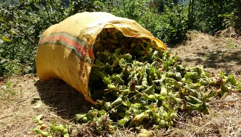 Giresun'da Fındık Hasadı Başladı: Çiftçiler Heyecanla Bekliyor