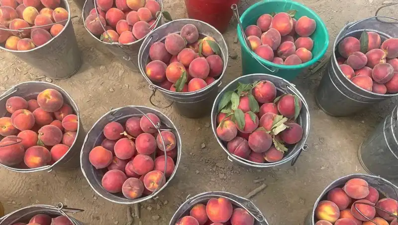 Çiftçinin Yüzü Gülüyor: Hasat Sezonunda Kilogram Fiyatı 100 Liraya Ulaştı
