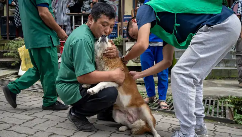 Filipinler’de Kuduz Alarmı: 2024’te 426 Can Kaybı Yaşandı