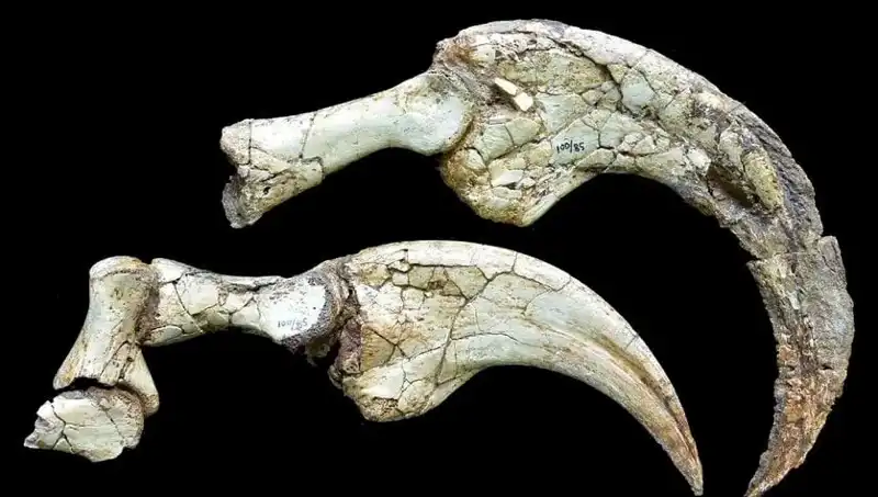 Gobi Çölü'nde İki Parmaklı Dinozor Türü Bulundu: Bilim Dünyasında Heyecan Yarattı
