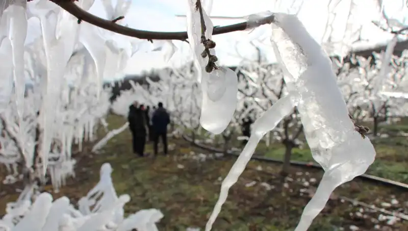 Soğuk Hava İle Mücadele: Ağaçlar Güzelliklerini Koruyor!