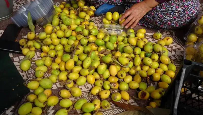 Muşmula Hasadı Tüm Hızıyla Başladı: Kilosu 150 TL!