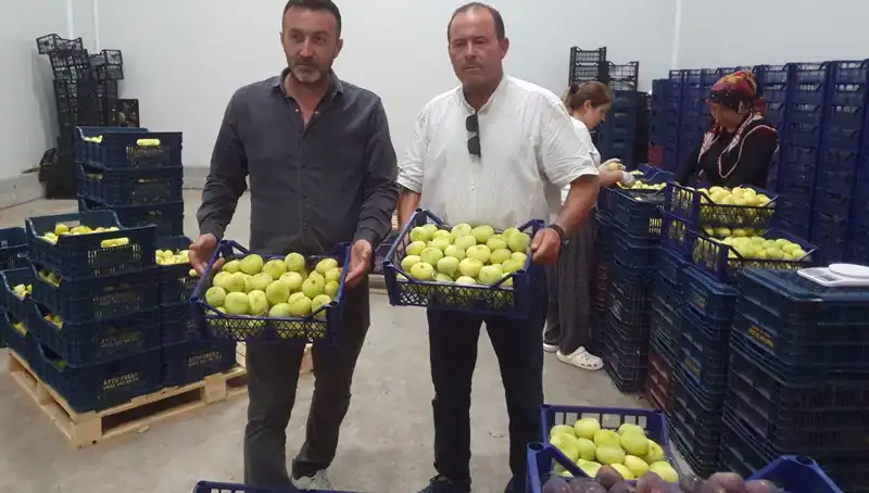 Mersinli Çiftçilerin Umut Dolu Sonbaharı: Tanesi 20 TL'den İhracat Başladı
