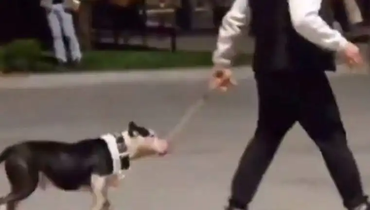 Ağızlıksız Pitbull, Diğer Köpekleri Saldırdı: Sahibi Cezalandırıldı!