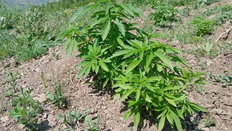 Bingöl'de Üzerine Kadro Büyütülen Kenevir ve Kaçak Tütün Operasyonu