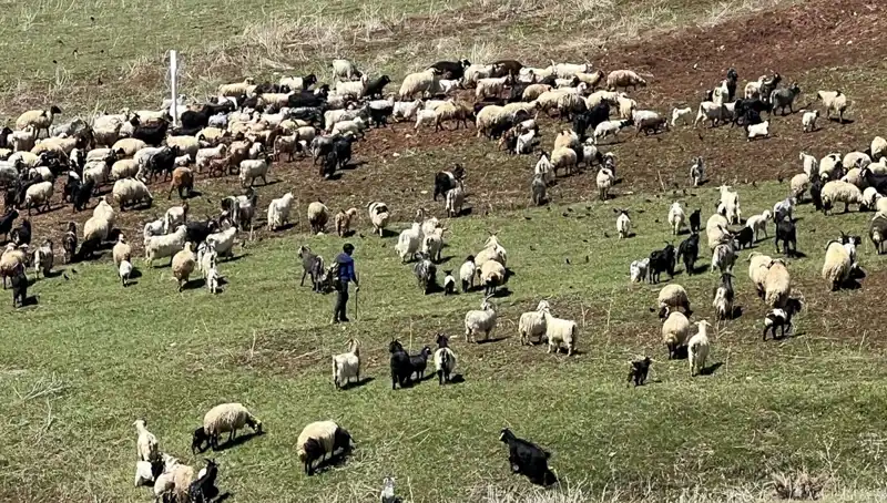 Çoban Krizi Büyüyor: 70 Bin Lira Maaşı Reddeden Gençler Neden Çalışmıyor?
