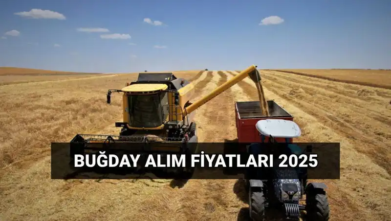 2025 Buğday Alım Fiyatları: TMO’nun Ücretleri Ne Zaman Yatacak?