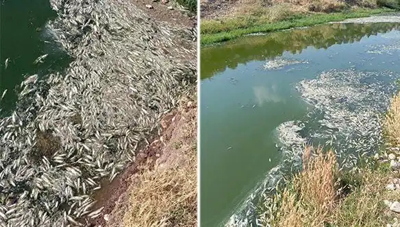 Karasu Çayı'ndaki Gizemli Balık Ölümleri: Nedenleri ve Sonuçları
