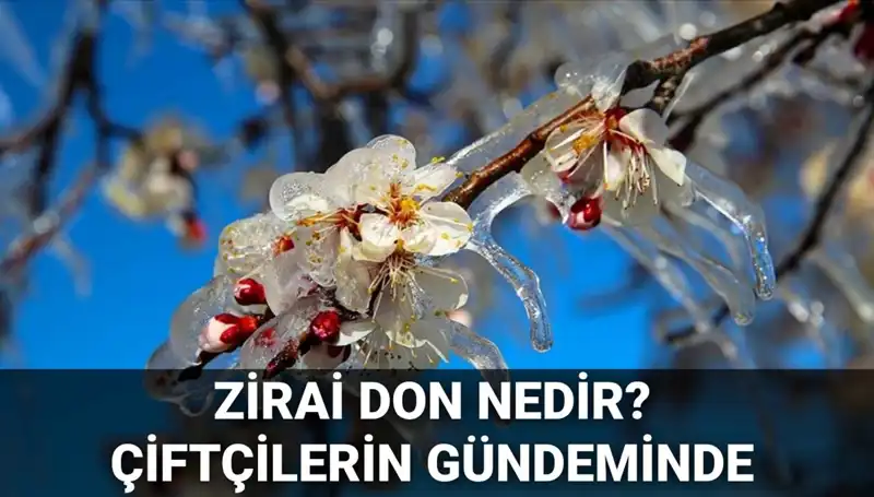 Zirai Don Nedir? Çiftçilere Yapılan Yardımlar ve Etkilediği İller