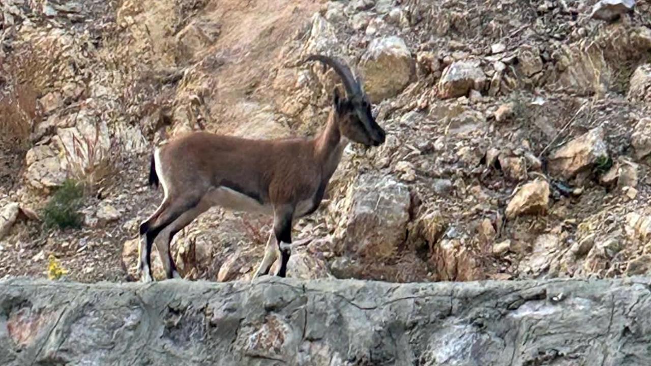 Yaban Keçisini Avlayana Büyük Ceza Verildi