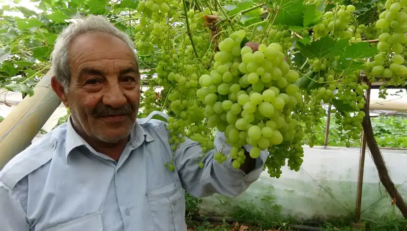 Zirai Don Olayı Meyve Fiyatlarını Patladı: İlk Ürünler 250 TL'den Satılıyor